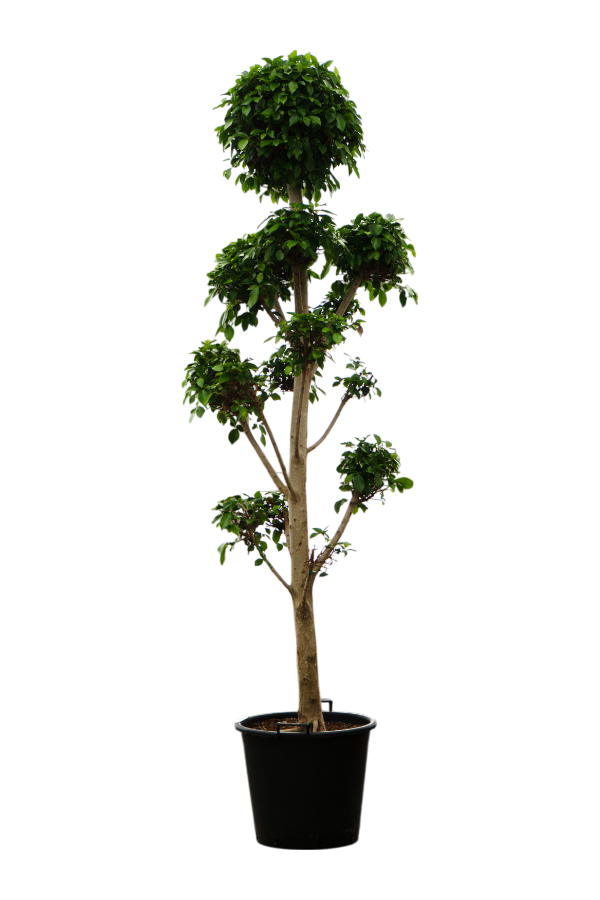 Ficus Microcarpa Nitida