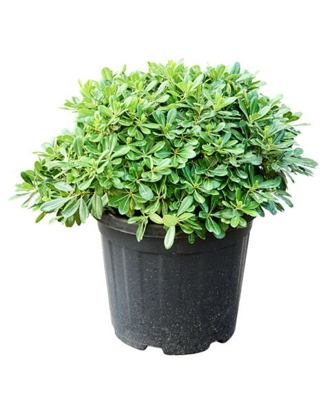 Pittosporum