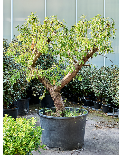 Prunus