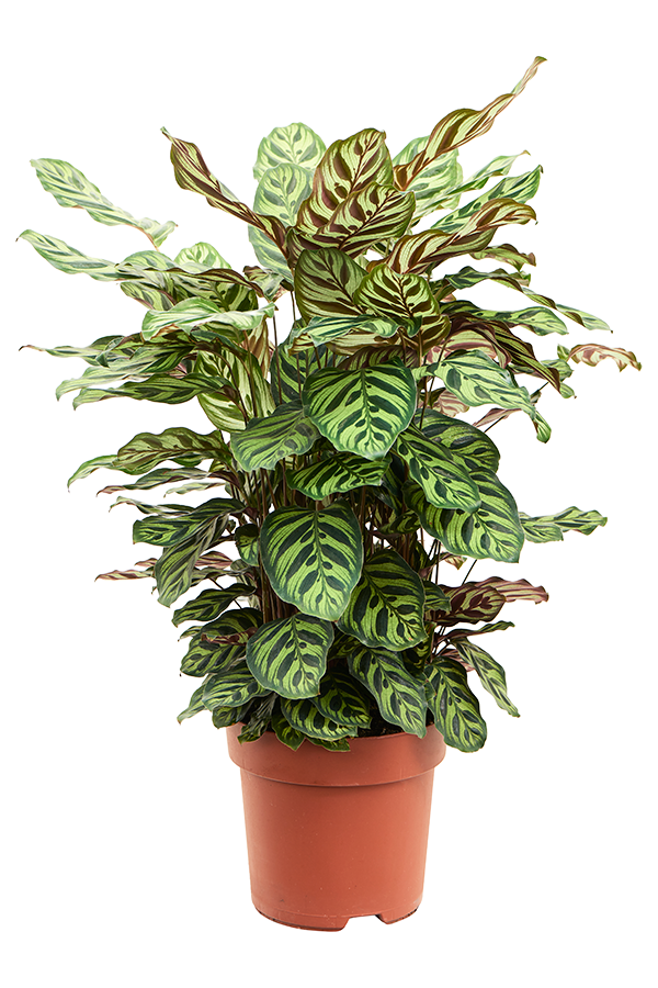 Calathea Makoyana