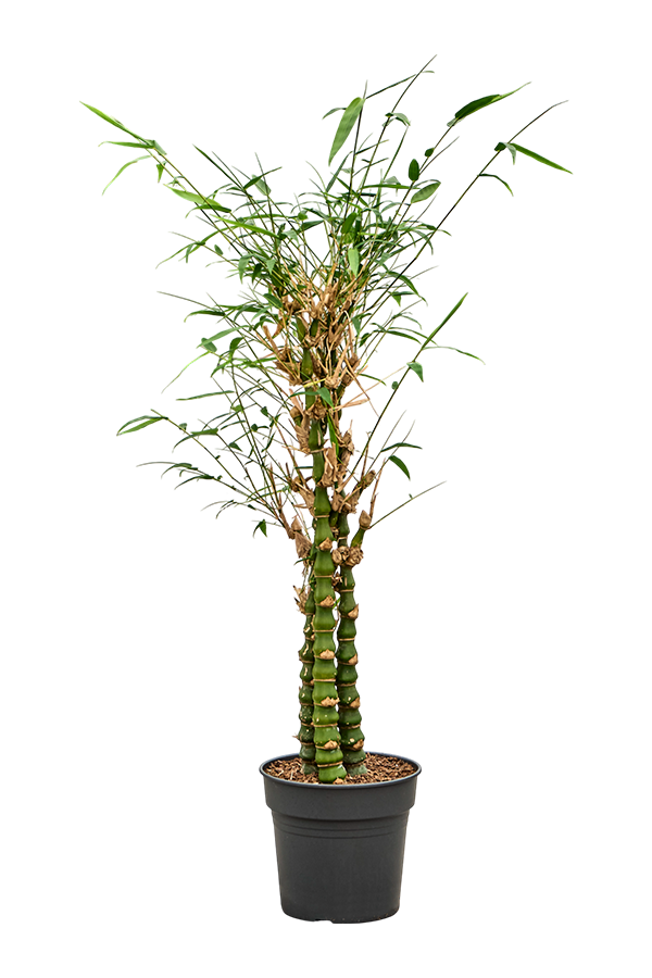 Bambusa Ventricosa (140-160)