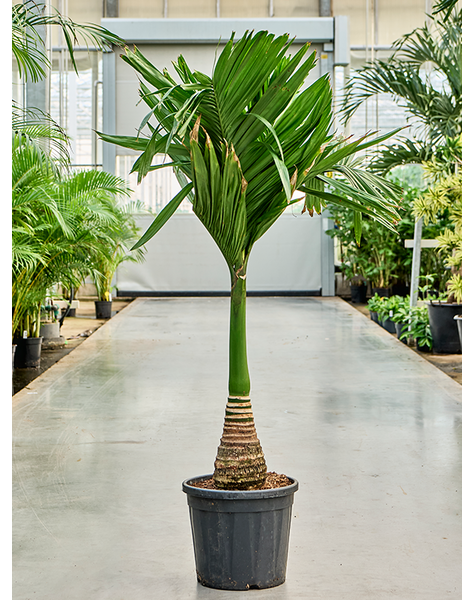 Areca