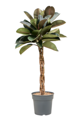 Ficus Elastica Burgundy