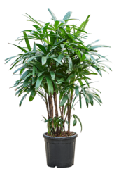Rhapis Excelsa