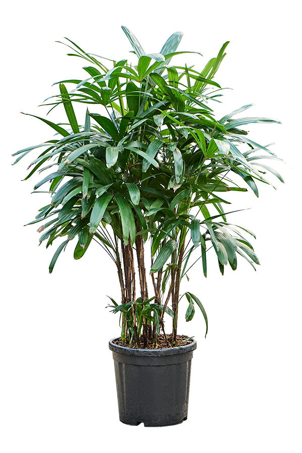 Rhapis Excelsa