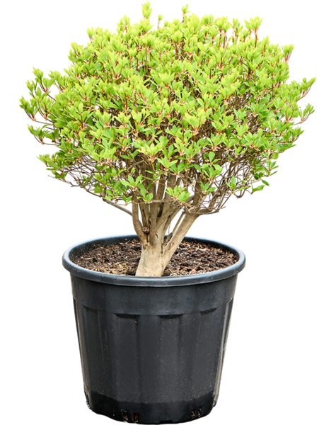 Enkianthus