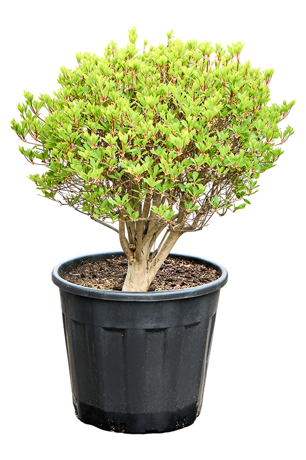 Enkianthus Perulatus