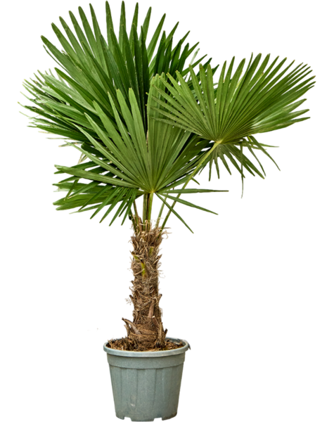 Trachycarpus