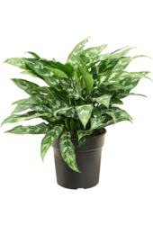 Aglaonema Maria