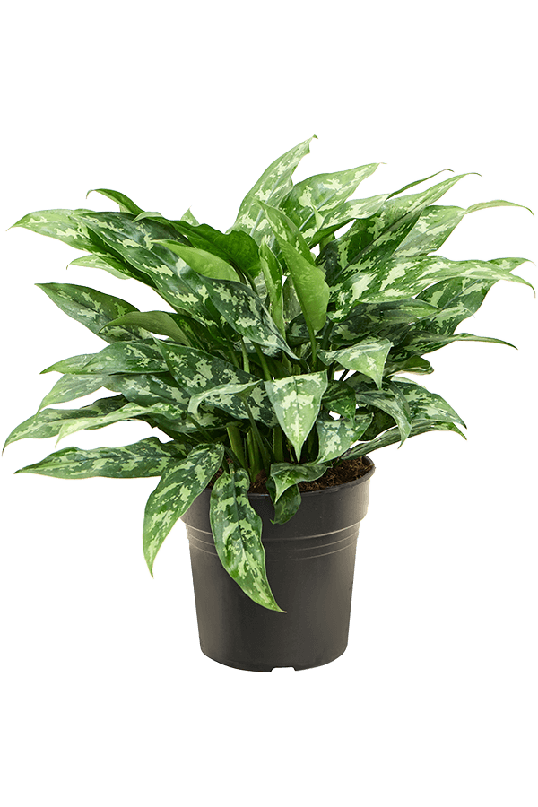 Aglaonema Maria