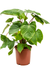 Homalomena Rubescens Maggy