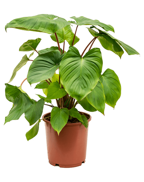 Homalomena