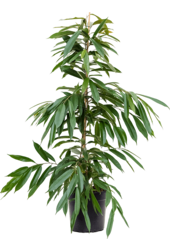 Ficus Binnendijkii Amstel King
