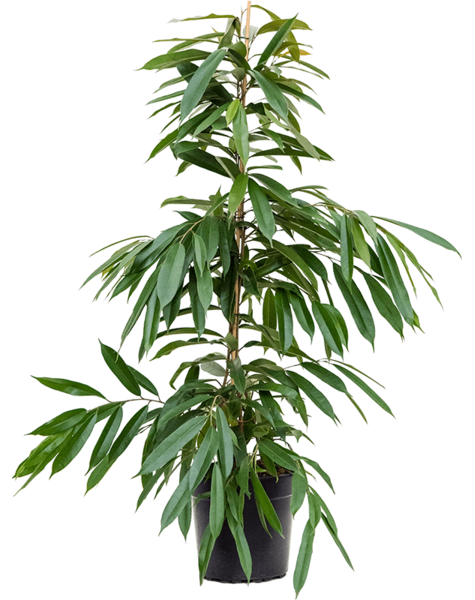Ficus