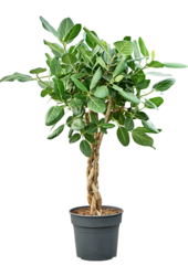 Ficus Benghalensis Audrey