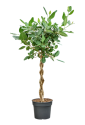 Ficus Benghalensis Audrey