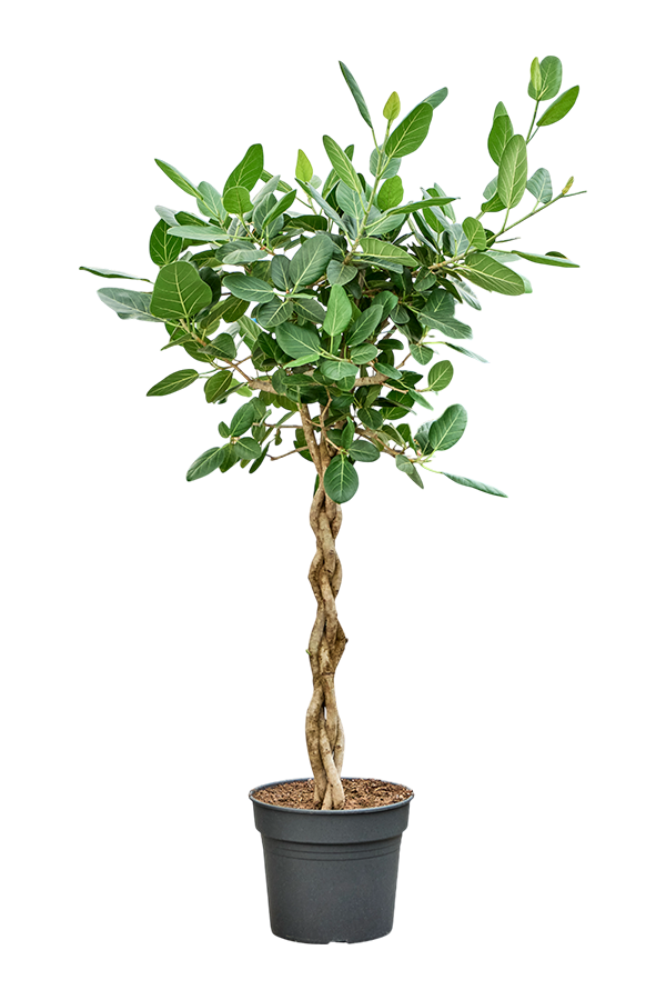 Ficus Benghalensis Audrey