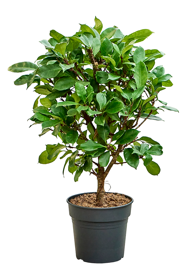 Ficus Cyathistipula