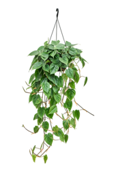 Philodendron Scandens (100-120)