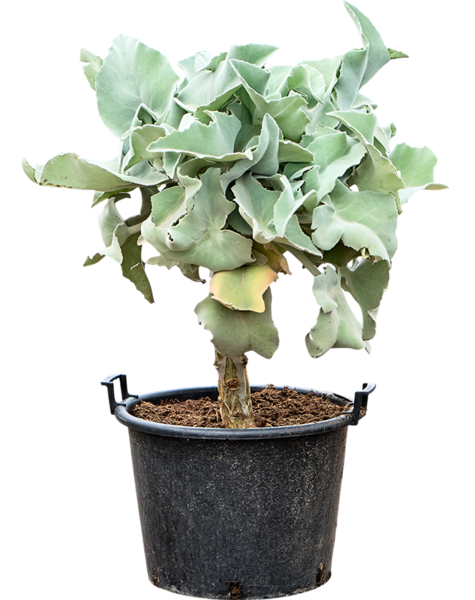 Kalanchoe