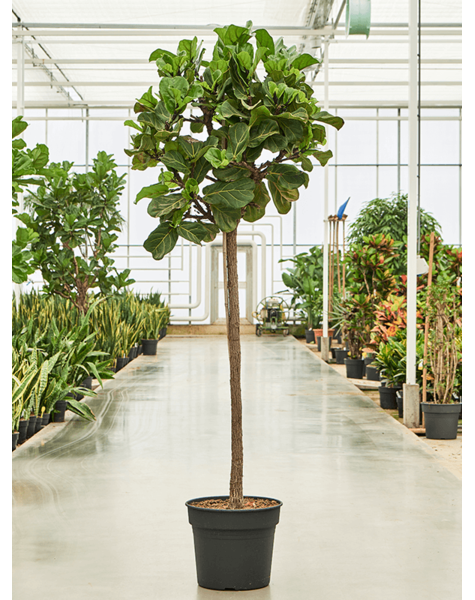 Ficus