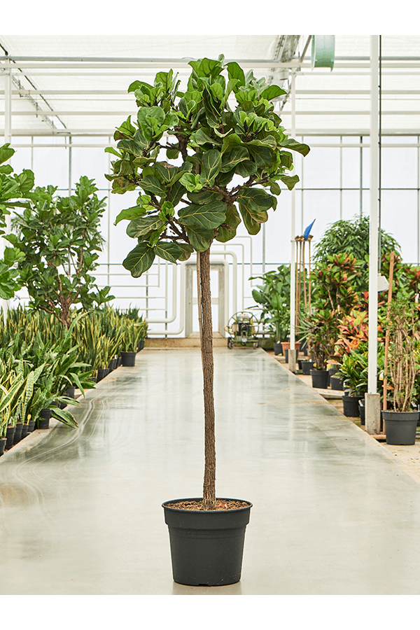 Ficus Lyrata