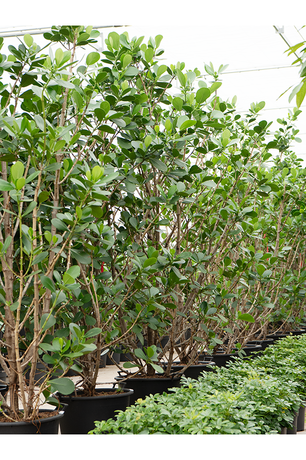 Clusia Rosea Green Magic