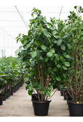 Clusia Rosea Green Magic