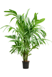 Areca Triandra