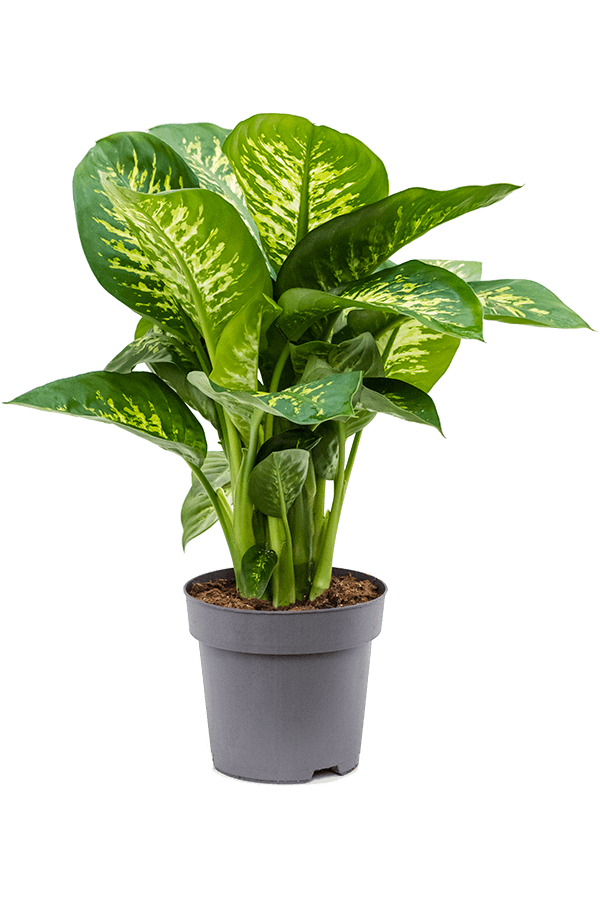 Dieffenbachia Seguine Reeva