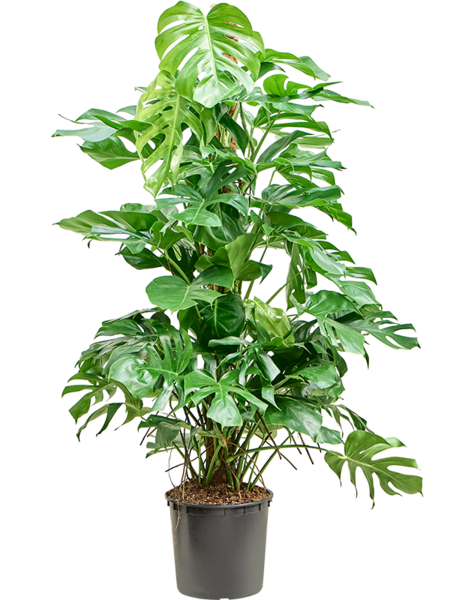 Monstera