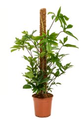 Philodendron Pedatum