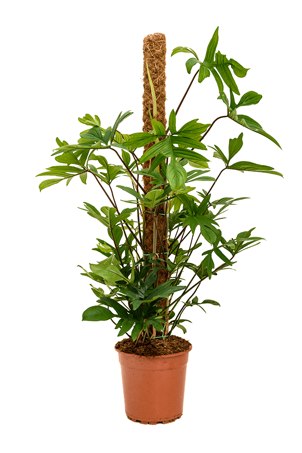 Philodendron Pedatum