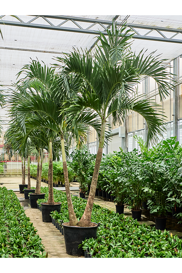 Veitchia (Adonidia) Merrillii