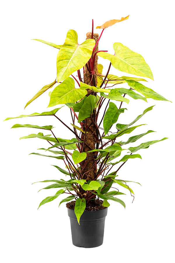 Philodendron Painted Lady