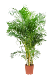 Dypsis (Areca) Lutescens