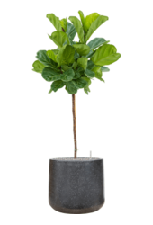 Baq Terrazzo Darcy Black