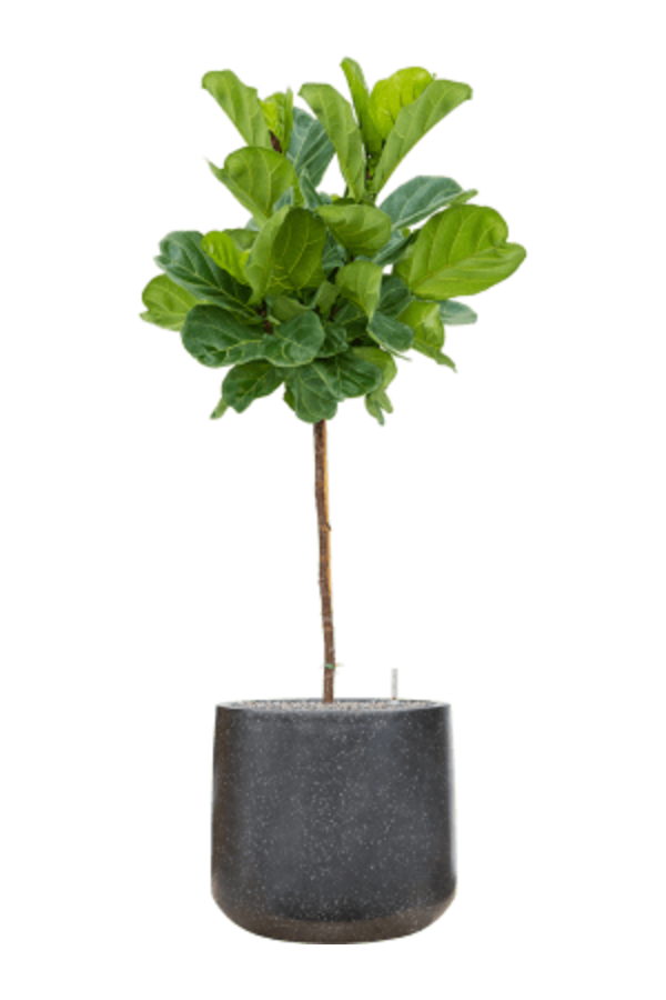 Baq Terrazzo Darcy Black