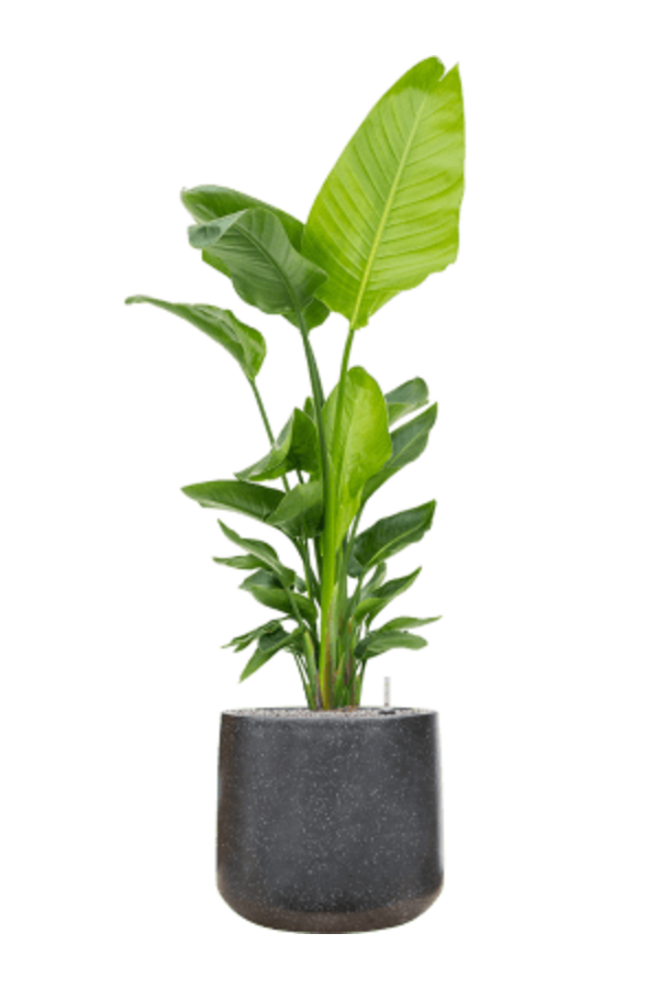 Baq Terrazzo Darcy Black