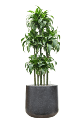 Baq Terrazzo Darcy Black