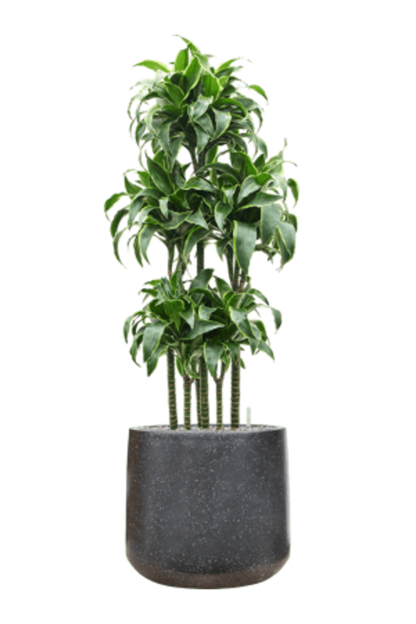 Baq Terrazzo Darcy Black