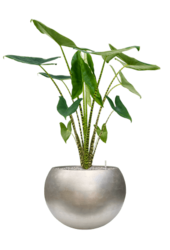 Baq Metallic Silver Leaf Globe Matt Light Champagne (met inzetbak)