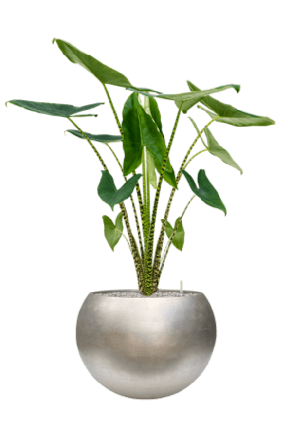 Baq Metallic Silver Leaf Globe Matt Light Champagne (met inzetbak)