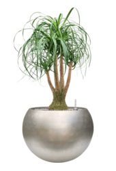 Baq Metallic Silver Leaf Globe Matt Light Champagne (met inzetbak)