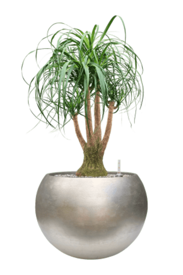 Baq Metallic Silver Leaf Globe Matt Light Champagne (met inzetbak)