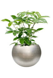 Baq Globe Métallique Feuille d'Argent Mat Champagne Clair (avec bac intérieur)