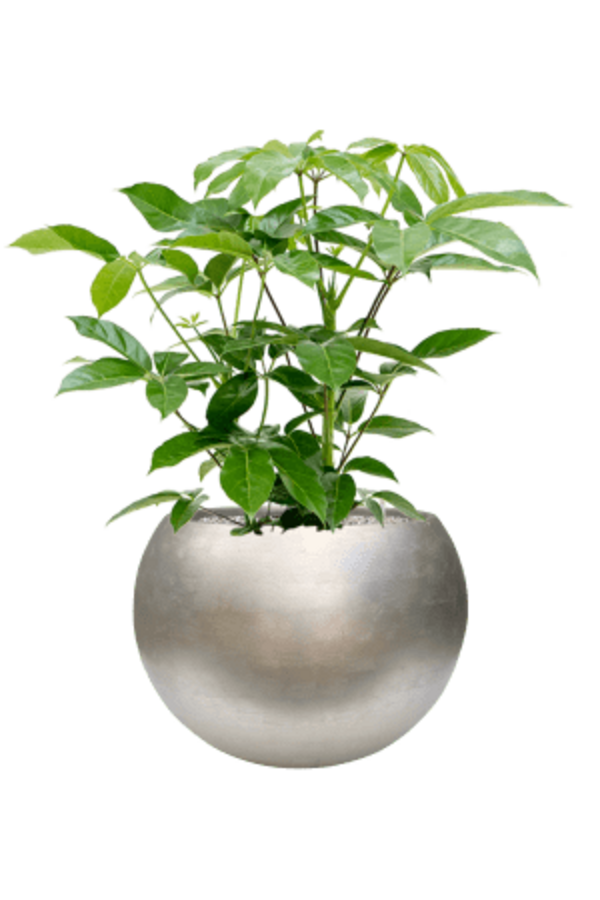 Baq Globe Métallique Feuille d'Argent Mat Champagne Clair (avec bac intérieur)