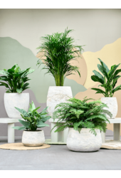 Baq Algar Blanc Ballon