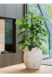 Baq Algar Blanc Ballon