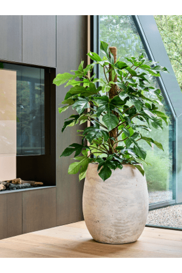 Baq Algar Balloon White